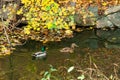 Male and female mallards (Anas platyrhynchos) swim in a stream in Sofievsky Park in autumn Royalty Free Stock Photo