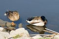 male and female mallards close up Royalty Free Stock Photo