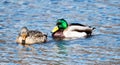 Male and Female Mallards Royalty Free Stock Photo