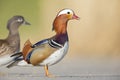 Male and female mandarin duck perched on the side of a lake at a park. Royalty Free Stock Photo