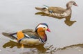 Male and female Mandarin duck in the water Royalty Free Stock Photo