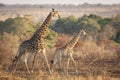 Male and female mating giraffes walking together in late afternoon in Kruger Park in South Africa Royalty Free Stock Photo