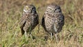 Male and female mating pair of burrowing owls with female looking gravid and miserable but adorable
