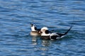 Male and female mating pair of Long tailed ducks