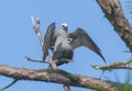 Male and female Mississippi Kite birds Ictinia mississippiensis mating