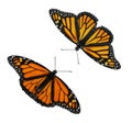 Male and female Monarch butterflies isolated on white