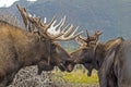 Male and female Moose touching noses in Alaska. Royalty Free Stock Photo