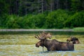 Male and Female Moose Wading In Water