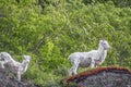 Male and female mountain goats