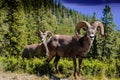 A male and female mountain sheep over looking a lake in the background aggressively bare their teeth as a warning to leave them.