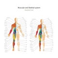 Male and female muscle and bony system charts with explanations. Anatomy guide of human physiology.