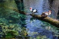 Male and female musk ducks sitting on a tree