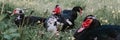 male and female musk or indo ducks on farm in nature on grass. breeding of poultry in small scale domestic farming. adult animal f Royalty Free Stock Photo