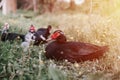 Male and female musk or indo ducks on farm in nature on grass. breeding of poultry in small scale domestic farming. adult animal f Royalty Free Stock Photo