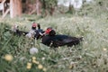 male and female musk or indo ducks on farm in nature outdoor on grass. breeding of poultry in small scale domestic farming. adult Royalty Free Stock Photo