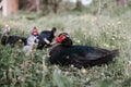 male and female musk or indo ducks on farm in nature outdoor on grass. breeding of poultry in small scale domestic farming. adult Royalty Free Stock Photo