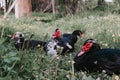 male and female musk or indo ducks on farm in nature outdoor on grass. breeding of poultry in small scale domestic farming. adult Royalty Free Stock Photo