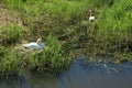 Nest and male and female mute swan, Gygnus Olor in the pond in the park in spring.