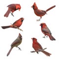 Male and Female Northern Cardinals