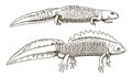 Female and male northern crested newt triturus cristatus in side view