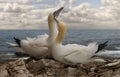 Male and Female Northern Gannets Royalty Free Stock Photo