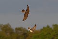 Male and female northern harriers flying together over open prairie Royalty Free Stock Photo