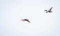 Northern shovelers Anas clypeata in flight Royalty Free Stock Photo