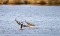 Northern shovelers Anas clypeata landing Royalty Free Stock Photo