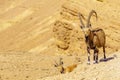 Male and female Nubian Ibex, the edge of Makhtesh Ramon