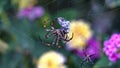 Orb weaver spiders in a web Royalty Free Stock Photo