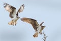 Male and female osprey