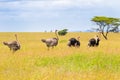 Male and female Ostrich birds walking in open grassland at Serengeti National Park in Tanzania, East Africa Royalty Free Stock Photo