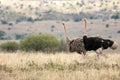 Male and female ostrich outdoors in the african wilderness. Royalty Free Stock Photo