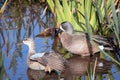 A male and female pair of Blue-Winged Teal ducks