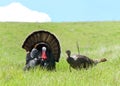 Male and female pair of wild turkeys in a field