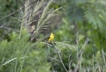 American Goldfinch bird, Walton County, Georgia USA
