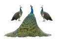 male and female peacock standing isolated on white background Royalty Free Stock Photo