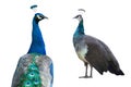 male and female peacock standing isolated on white background Royalty Free Stock Photo
