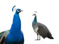 male and female peacock standing isolated on white background Royalty Free Stock Photo