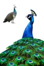 male and female peacock standing isolated on white background Royalty Free Stock Photo