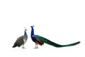 male and female peacock standing isolated on white background Royalty Free Stock Photo