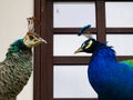 Male and female peacocks. Common Peacock Pavo cristatus in love.