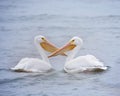 Male and female Pelican love birds Royalty Free Stock Photo