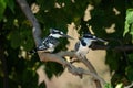 Male and female pied kingfishers on branch