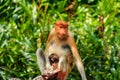 Male and female Proboscis Monkeys in the mangroves Royalty Free Stock Photo
