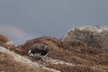 Ptarmigan Lagopus muta in spring moult perched and walking in the cairngorm national park, scotland Royalty Free Stock Photo