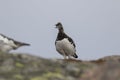 Ptarmigan Lagopus muta in spring moult perched and walking in the cairngorm national park, scotland Royalty Free Stock Photo