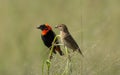 Male and Female Red Bishop Birds on perch Royalty Free Stock Photo