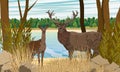 A male and female red deer stand on the bank of a river in a thicket of plants. Noble deer Cervus elaphus in the wild.