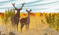 A male and female red deer stands in a meadow with tall dry grass. Noble deer Cervus elaphus in the wild in autumn.